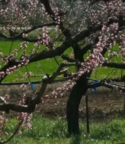 Affittacamere Nonna Laura 招待所