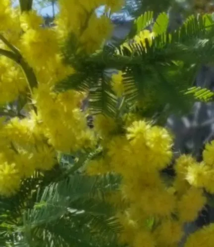 Affittacamere Nonna Laura 招待所 Sant'Eusanio del Sangro